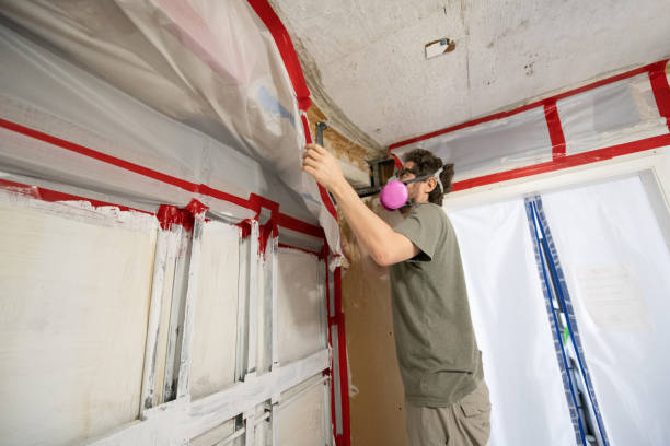 Trusted Venice, IL Mold Removal Experts