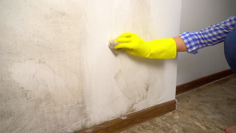 Best Commercial Mold Inspection  in Venice, IL